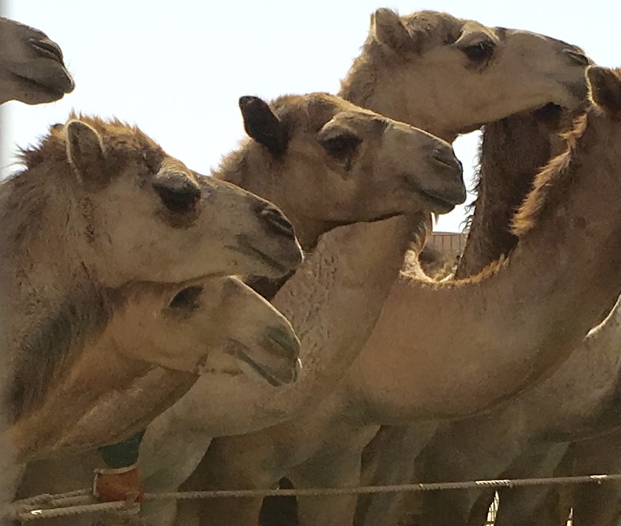 Auf Dem Kamelmarkt In Al Ain