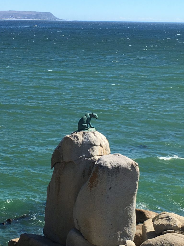 Der Leopard von Hout Bay