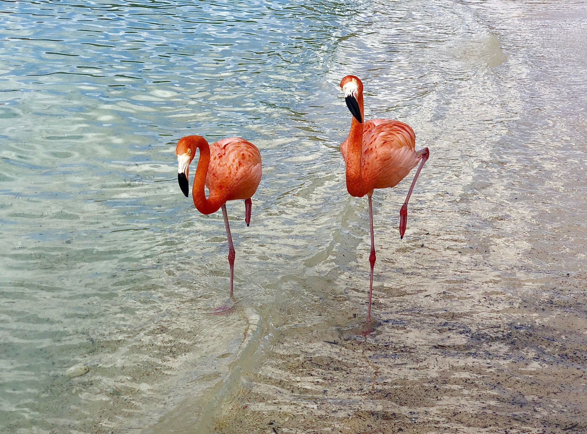 Sechs Flamingos Für Das Image